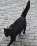 Katzenteufelchen.JPG