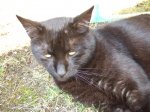 2012_0323Katzenteufel70062.jpg