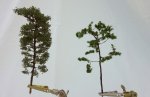 !baumwDSC02694.jpg