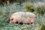 Trüffelschwein-e1525277888814.jpg