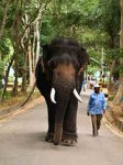 Elefant_Indien_Stra__e.jpg