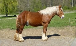 Huizingen_Belgian_draft_horse_056.jpg