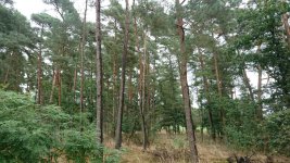wald_06.jpg