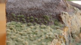 Ergebnis: einzelne Büschel am künftigen Waldboden