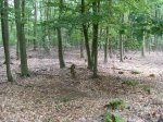 waldboden.1.jpg