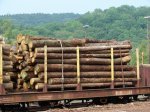 Holz-4.jpg